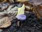 Lila susulyka (Inocybe lilacina), Pilis